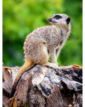 Meet the Meerkats for Two - Experience Voucher