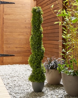 Topiary Twirl 120cm