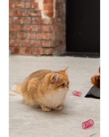 Kitty Yoga Session with Play Time for Two E-Voucher, 3 Locations